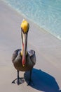 One Pelican on the sea shore on the beach Varadero, Cuba. Royalty Free Stock Photo