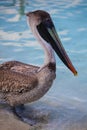 One Pelican on the sea shore on the beach Varadero, Cuba. Royalty Free Stock Photo