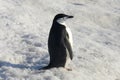 One penguin in snow on the shore of Antarctica. Penguins are wat