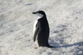 One penguin in snow on the shore of Antarctica. Penguins are wat Royalty Free Stock Photo