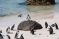 One penguin staying on the rock like a leader