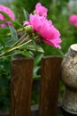 One peony flower against the background of green leaves near an old earthenware jug in a summer garden Royalty Free Stock Photo