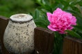 One peony flower against the background of green leaves near an old earthenware jug in a summer garden Royalty Free Stock Photo