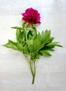 One peony flower in full bloom of bright pink color and green leaves on a light background. Selective focus, flat lay. Royalty Free Stock Photo