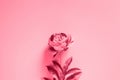 one peony flower in full bloom vibrant pink color isolated on pale purple background. flat lay, top view, mockup Royalty Free Stock Photo