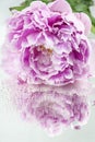 One peony flower on the mirror with drops of water Royalty Free Stock Photo