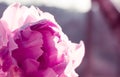 One peony-shaped bright pink tulip on a dark background close-up.