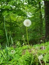 Dandelion Fluff Ball in Green Forest Royalty Free Stock Photo
