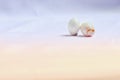 One perfect bird egg and one broken bird egg decorated in vintage style. Royalty Free Stock Photo