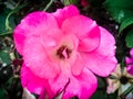 One perfect pink rose Royalty Free Stock Photo