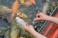 One person is feeding fish in the river. Childish hands near the water with many fish