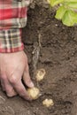 One person harvesting first early potatoes (Swift) Royalty Free Stock Photo