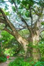 One person making jogging under a big Baobab tree Adansonia digitata