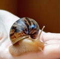 Snail Achatin on the hand Royalty Free Stock Photo