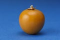 One Physalis fruit against a blue background Royalty Free Stock Photo