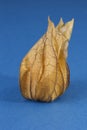 One Physalis fruit against a blue background Royalty Free Stock Photo