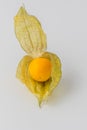 One physalis fruit white background Royalty Free Stock Photo