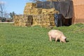 One pig in field Royalty Free Stock Photo