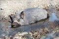 One pig is lying side by side on the ground comfortably among the mud. Black pig is resting in the mud