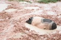 One pig, white and black, was comfortably sleeping in a muddy pit on a rainy day