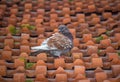 One Pigeon doing some clean work