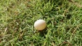 pigeon egg on the grass. Royalty Free Stock Photo