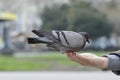 One pigeon feeding and balancing on man's hand Royalty Free Stock Photo