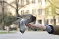 One pigeon feeding and balancing on man's hand Royalty Free Stock Photo