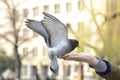One pigeon feeding and balancing on man's hand Royalty Free Stock Photo