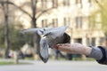 One pigeon feeding and balancing on man's hand