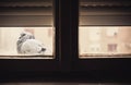 One Pigeon in Front of Window Royalty Free Stock Photo