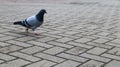 One pigeon on the paving slabs. Wild bird is walking in the square. Photo of a lonely gray dove on the background of paving slabs