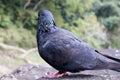 One Pigeon in the rocks of unakoti, tripura