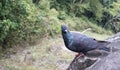 One Pigeon in the rocks of unakoti, tripura