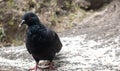 One Pigeon in the rocks of unakoti, tripura