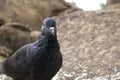 One Pigeon in the rocks of unakoti, tripura