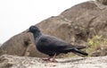 One Pigeon in the rocks of unakoti, tripura