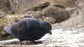 One Pigeon in the rocks of unakoti, tripura