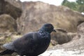 One Pigeon in the rocks of unakoti, tripura