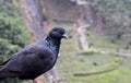 One Pigeon in the rocks of unakoti, tripura