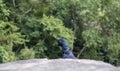 One Pigeon in the rocks of unakoti, tripura