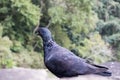 One Pigeon in the rocks of unakoti, tripura