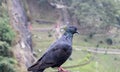 One Pigeon in the rocks of unakoti, tripura
