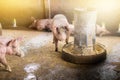 One pigs are eating food from feeder Royalty Free Stock Photo