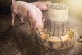 One pigs are eating food Royalty Free Stock Photo