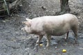 A Large White breed pig.