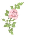 One pinck rose.