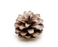 One pine cone Royalty Free Stock Photo