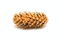 One pine cone Royalty Free Stock Photo