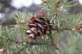 One Pine Cone on Branch of Tree in Forest Royalty Free Stock Photo